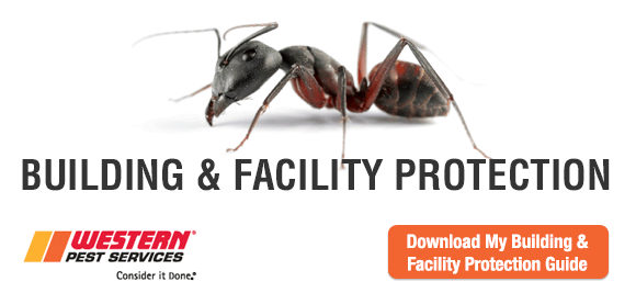 Building and Facility Protection: Safeguard Your Property, Tenants and Reputation against Pests