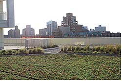 Modular Roof Garden: Carlisle SynTec