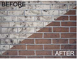 Staining Process: BrickImaging Inc.