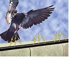 Bird-Deterrent System: Bird-B-Gone Inc.