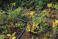 Vegetative Roof: Mule-Hide Products Co. Inc.