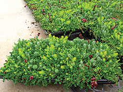 Vegetative Roofing System: Carlisle SynTec