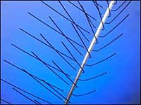 Bird Spikes: Nixalite of America Inc.