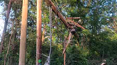 Broken Trees from a Storm                                                                                                                             