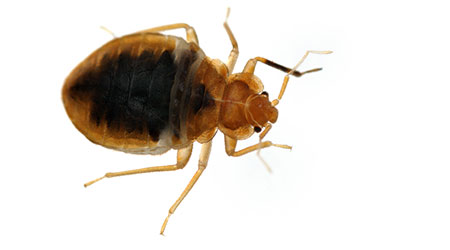 bed bugs                                                                                                                                              