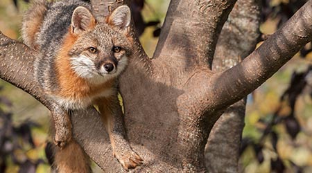 Grey fox climbing a tree 