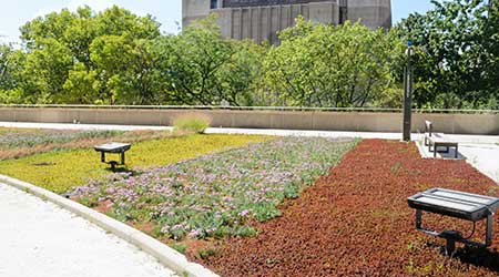 Green roof on urban building. 