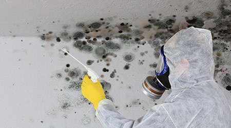 A Man removing Mold fungus with respirator mask 