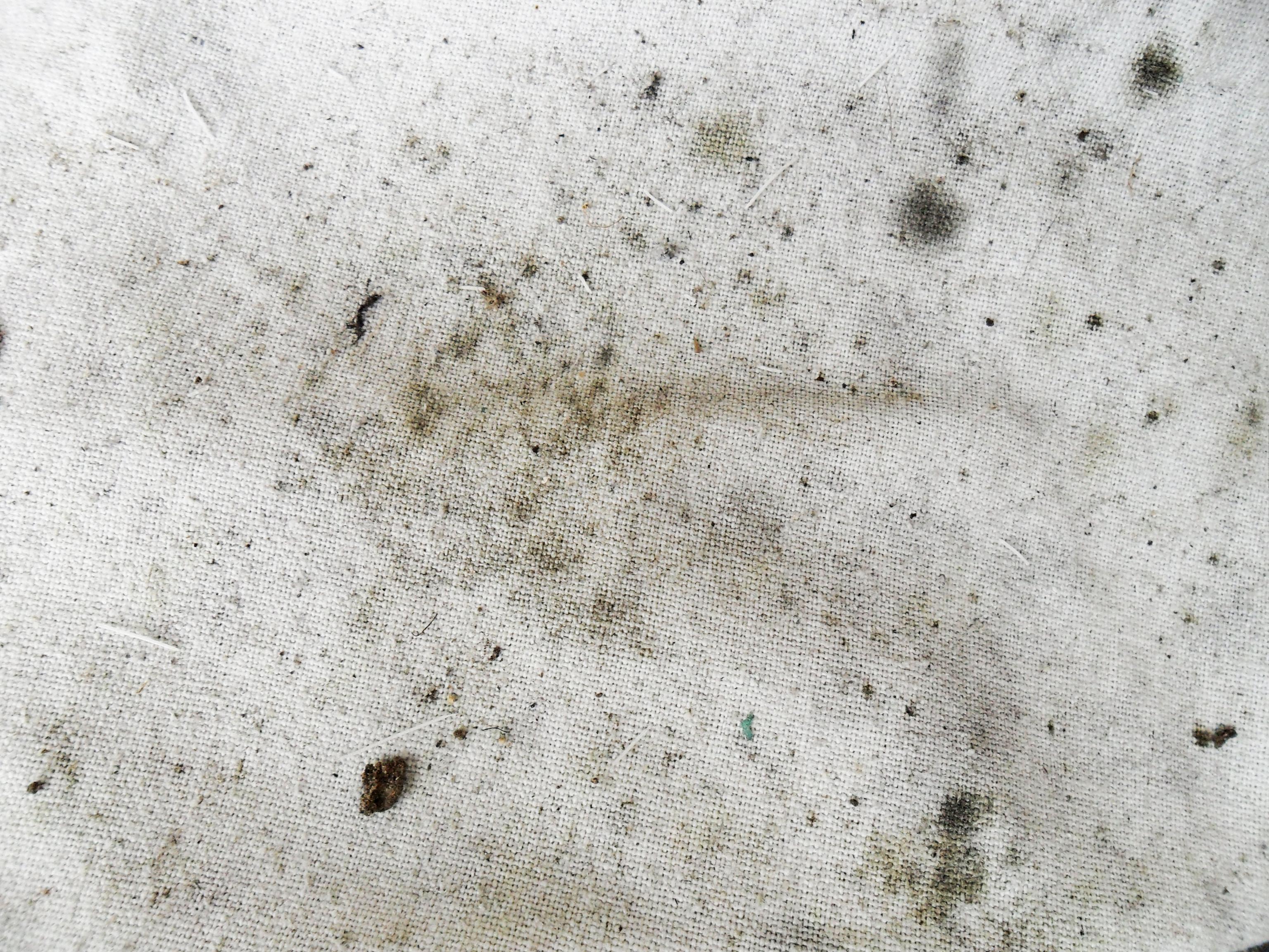 How To Properly Identify Black Mold - SanAir Technologies Laboratory, Inc.