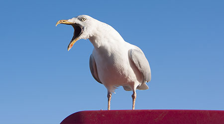 Seagull with beak open perched on a red platform against a blue sky                                                                                   